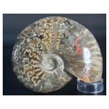 A striking natural cavel ammonite fossil entwined with clear quartz crystals, merging ancient life with crystalline energy.