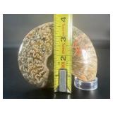 A striking natural cavel ammonite fossil entwined with clear quartz crystals, merging ancient life with crystalline energy.