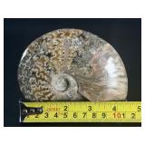 A striking natural cavel ammonite fossil entwined with clear quartz crystals, merging ancient life with crystalline energy.