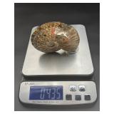 A striking natural cavel ammonite fossil entwined with clear quartz crystals, merging ancient life with crystalline energy.