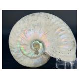 A captivating silver ammonite fossil displaying natural iridescence across its spiraled chambers.
