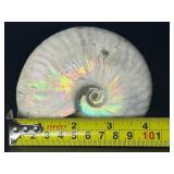 A captivating silver ammonite fossil displaying natural iridescence across its spiraled chambers.