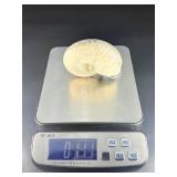 A captivating silver ammonite fossil displaying natural iridescence across its spiraled chambers.