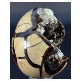 Spectacular Polished Septarian Nodule "Dragon