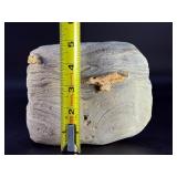 Rare Precambrian Stromatolite Fossil Specimen - Earliest Record of Life on Earth. Geological Significance: Dates back to the Precambrian era, potentially over 2 billion years old.