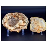 Petrified Wood Slices are captivating natural pieces that reveal the ancient beauty of wood transformed into stone over millions of years.