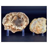 Petrified Wood Slices are captivating natural pieces that reveal the ancient beauty of wood transformed into stone over millions of years.