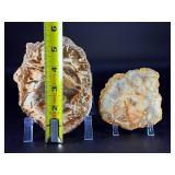 Petrified Wood Slices are captivating natural pieces that reveal the ancient beauty of wood transformed into stone over millions of years.