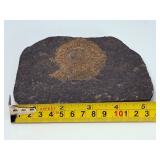 Dactylioceras Ammonite Fossil in Slate is a captivating natural specimen showcasing an ancient ammonite fossil beautifully preserved within a dark slate matrix.