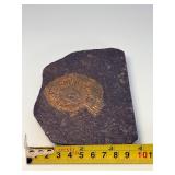 Dactylioceras Ammonite Fossil in Slate is a captivating natural specimen showcasing an ancient ammonite fossil beautifully preserved within a dark slate matrix.