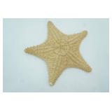 Starfish Shell 9" diameter