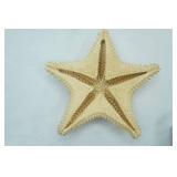Starfish Shell 9" diameter