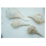 Natural Lightning Whelk Seashells