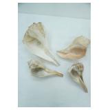 Natural Lightning Whelk Seashells