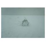 Vintage Hand-Blown Art Glass Fish Figurine with Controlled Bubbles.