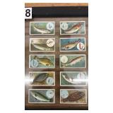 Framed 1910 W.D. & H.O. Wills Fish and Bait Cigarette Cards Set of 10