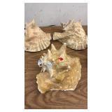 Set of 5 Large Conch Sea Shells