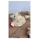 Set of 5 Large Conch Sea Shells
