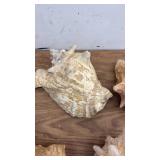 Set of 5 Large Conch Sea Shells