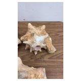 Set of 5 Large Conch Sea Shells