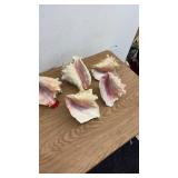 Set of 5 Large Conch Sea Shells