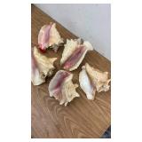 Set of 5 Large Conch Sea Shells