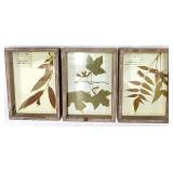 Pressed Leaf Herbarium Frames - Tree of Heaven & Sugar Maple & Black Willow