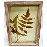 Pressed Leaf Herbarium Frames - Tree of Heaven & Sugar Maple & Black Willow