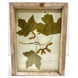Pressed Leaf Herbarium Frames - Tree of Heaven & Sugar Maple & Black Willow