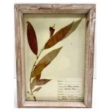 Pressed Leaf Herbarium Frames - Tree of Heaven & Sugar Maple & Black Willow