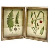 Aspidium Aculeatum Swartz & Fontinalis Trifaria Voit - Antique Style Framed Botanical Prints