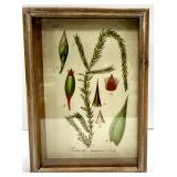 Aspidium Aculeatum Swartz & Fontinalis Trifaria Voit - Antique Style Framed Botanical Prints