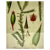 Aspidium Aculeatum Swartz & Fontinalis Trifaria Voit - Antique Style Framed Botanical Prints