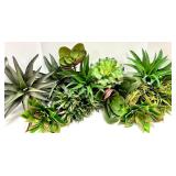 17 Assorted Succulents & Aloe Cluster - Echeveria, Haworthia & Aloe for Indoor Decor