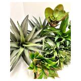 17 Assorted Succulents & Aloe Cluster - Echeveria, Haworthia & Aloe for Indoor Decor