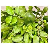 Artificial Lime Branches with Limes & Bud Clusters - Decorative Citrus Foliage