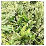11 Faux Fern Bunches