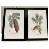 Framed Botanical Prints - Norway Spruce (Picea abies) & Jersey Pine