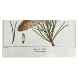 Framed Botanical Prints - Norway Spruce (Picea abies) & Jersey Pine