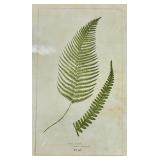 Male Fern Botanical Print - Framed Antique Illustration Pl. 289