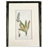Framed Fern Botanical Illustration - Two Ferns