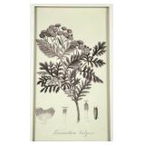 Tanacetum vulgare Framed Botanical Print - Vintage Plant Illustration for Wall