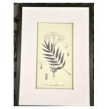 Valeriana officinalis Botanical Print - Framed Wall Art