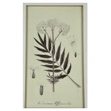 Valeriana officinalis Botanical Print - Framed Wall Art