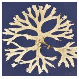 Sea Coral Framed Wall Art on Royal Blue Background & Coastal Decor