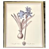 Amaryllis Belladonna - Framed Botanical Print