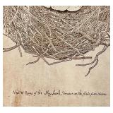 Nest & Eggs of the Skylark - Framed Vintage Natural History Print