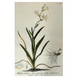 IXIA bulbifera Botanical Plate - Framed Illustration