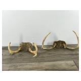 4 & 7 Point White Tail Buck Antlers