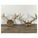 4 & 7 Point White Tail Buck Antlers